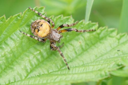 Larinioides patagiatus